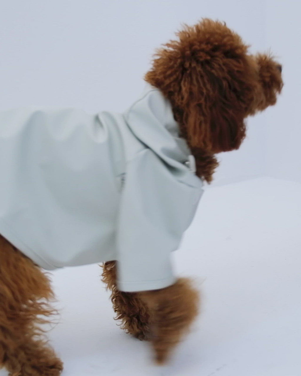 Bruno Signature Köpek Yağmurluk - Ivory White